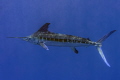   photo taken while snorkeling about 1020 miles off coast Cancun Mexico 10-20 10 20  